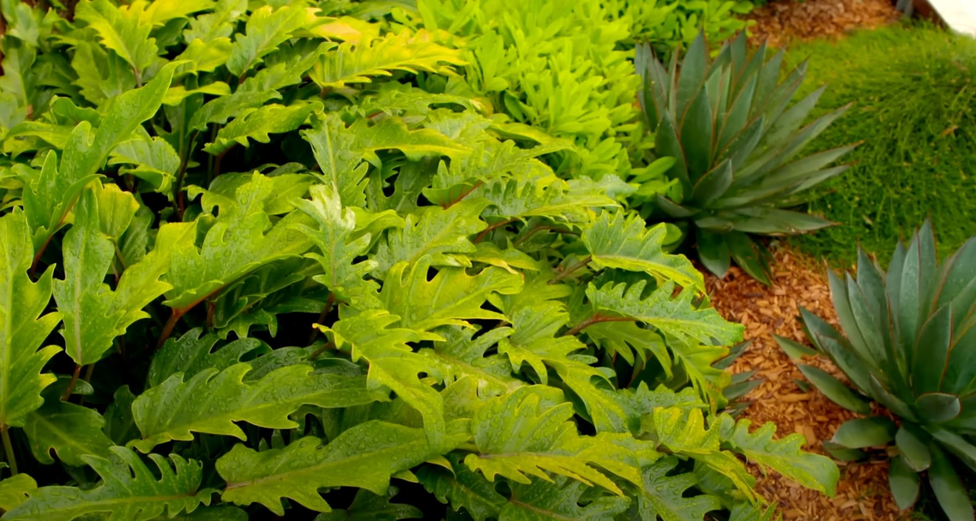 Tropical landscape design featuring architectural plants and lush greenery Tropical landscaping with vibrant green foliage and architectural plants