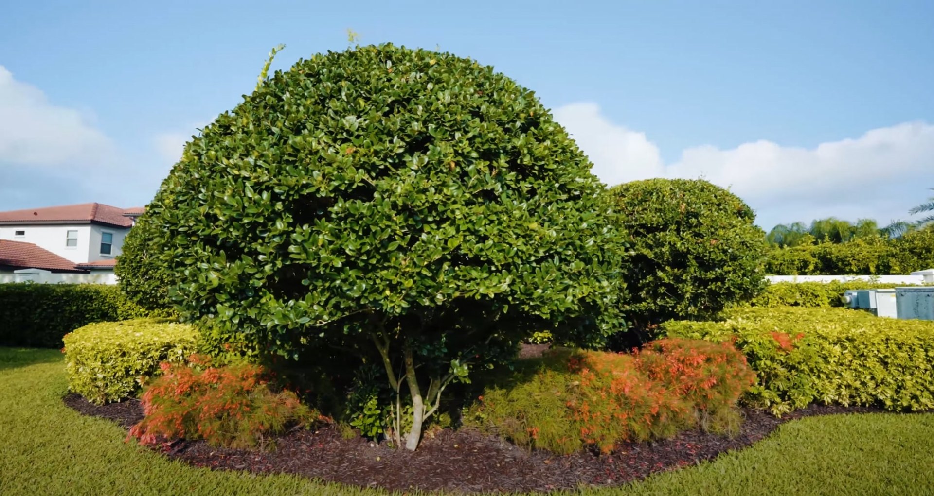 Beautiful residential landscape with healthy lawn and professional tree care Well-maintained lawn with professional landscaping and mature trees in Doral